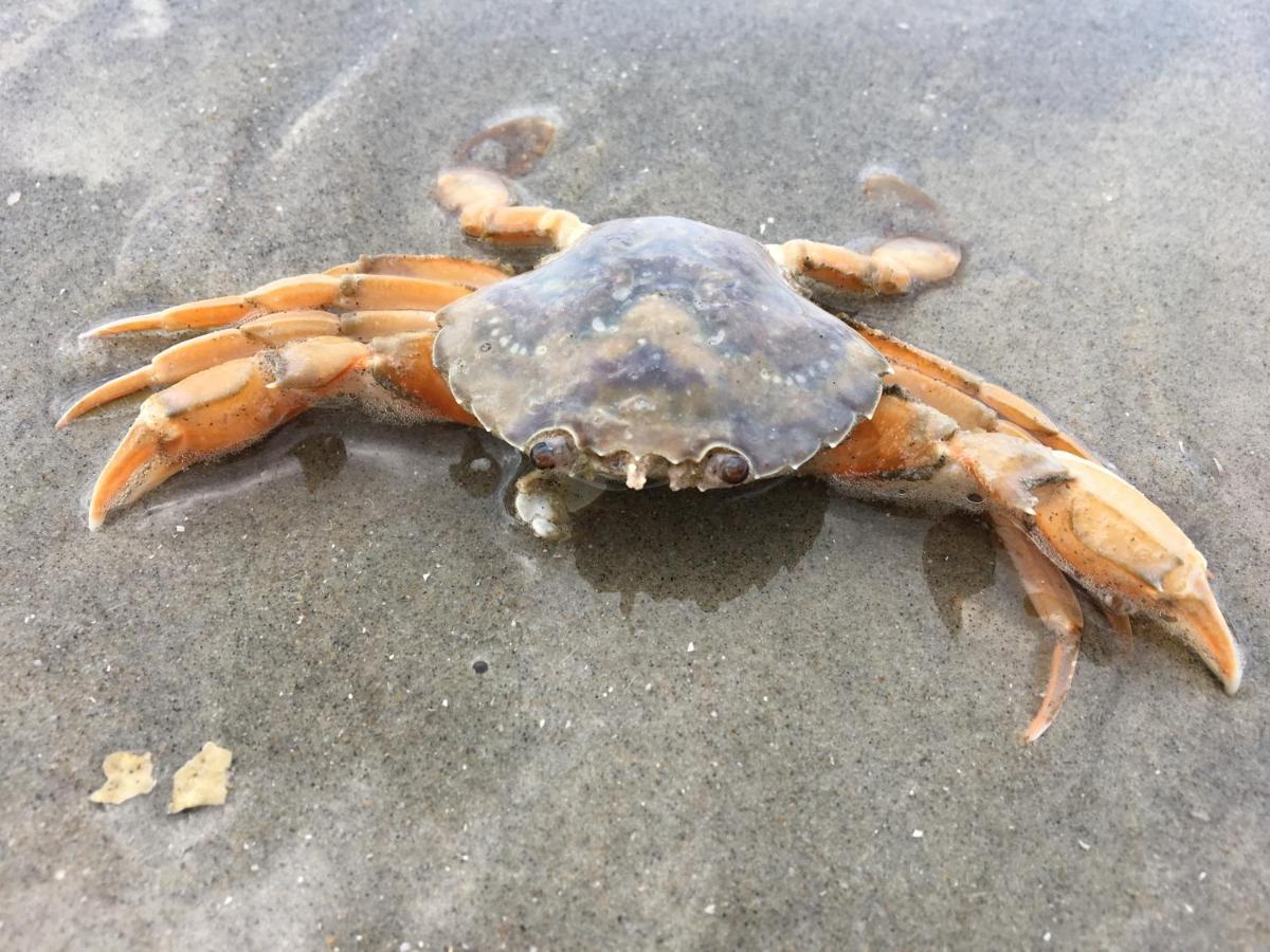 Chalet Oester 167 Ballum Luaran gambar